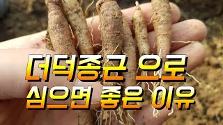 더덕종근 으로 심으면 좋은 이유