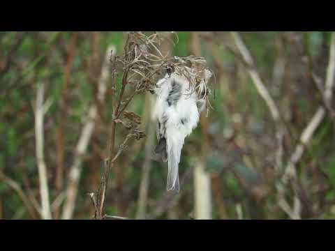 Arctic Redpoll, Portland Bill, 12th November 2020