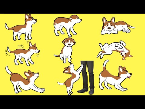 Explicación del lenguaje corporal de los perros