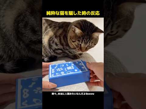 純粋な猫を騙した時の反応