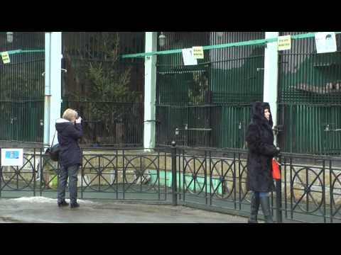 Детенышей ягуара в Ленинградском зоопарке назвали Тито и Атау