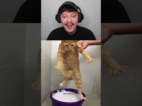 Banho no Gatinho
