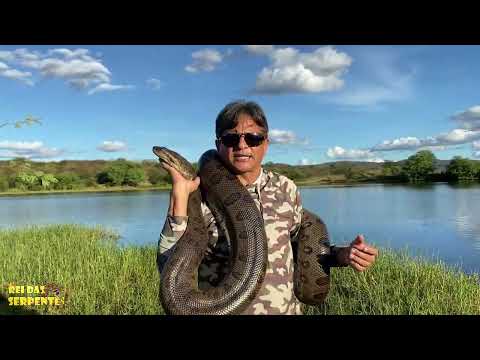 exclusivo rei das serpentes e a cobra sucuri
