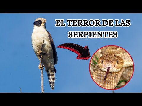 El cazador de víboras | Halcón reidor - Guaicurú