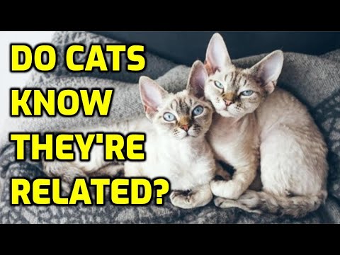 Do Cats Recognize Their Siblings After Being Separated?