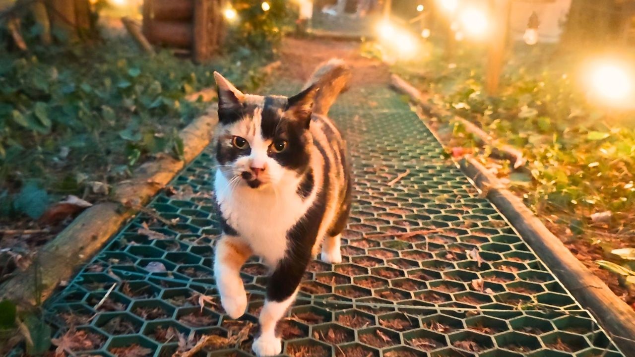 4 Cats Kept Coming to My Tent at This Winter Camp in Japan 🐈