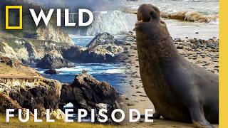 ענקי צפון-מערב אמריקה (פרק מלא) | אמריקה היפה | חיות נאט ג'יאוגרפיות