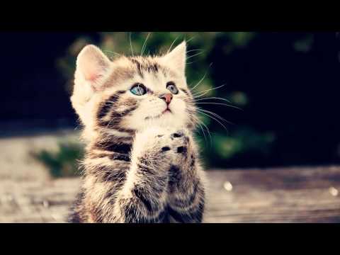 Quintino vs. Edwek vs. Hook N Sling & Chris Willis - Winner (Tomicii Magnet Mash)