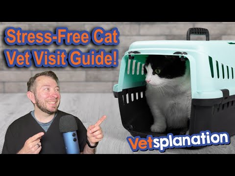 Stress-Free Vet Visits for Cats Revealed!