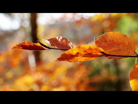 Die Eckertalsperre - Wo ist das Wasser hin?