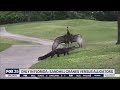 Sandhill Crane Fends Off Alligator