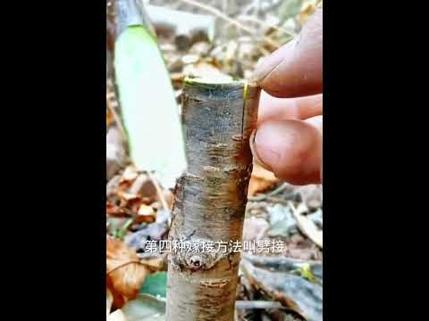 Hay muchas formas de casarse en las capitales del norte y del sur, y hay muchas formas de casarse.