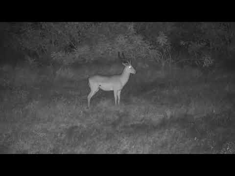 Djuma: Impala ram standing at alert - 18:09 - 04/16/21