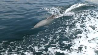 preview picture of video 'Dhow Dolphin Tour #2, Oman, Khasab, 2015'