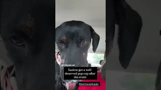 Video preview image #1 Mutt Puppy For Sale in Sanford, FL, USA