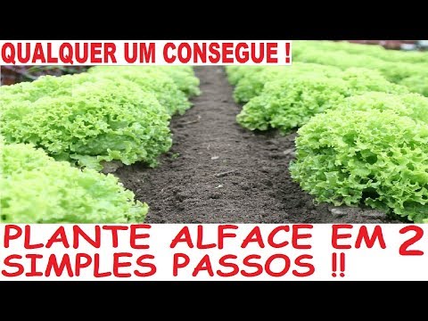INCRÍVEL! PLANTE ALFACE EM 2 SIMPLES PASSOS !