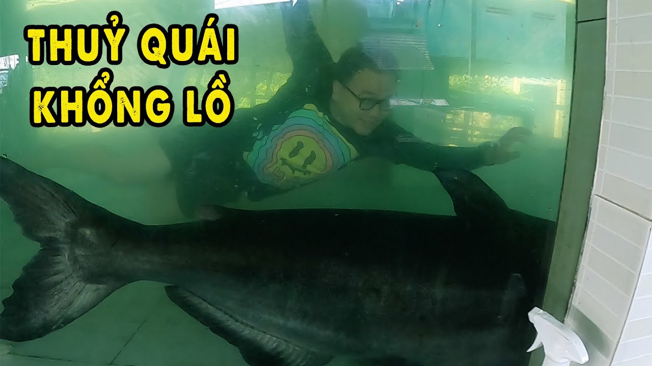 Nơi bảo tồn Thuỷ Quái sông Mê Kông lớn nhất Việt Nam | Phần 1