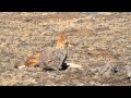 1101 Abyssinian Wolf