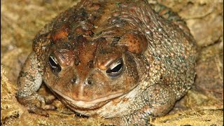 KY Wildlife American Toad