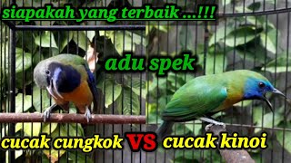 Download lagu CUCAK CUNGKOK VS CUCAK KINOI GACOR mp3 Download lagu CUCAK CUNGKOK VS CUCAK KINOI GACOR mp3