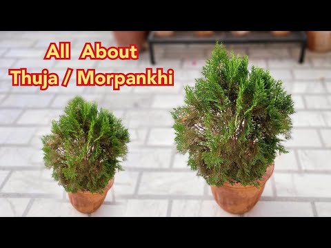 , title : 'गर्मियों में Morpankhi पौधे को हराभरा और घना कैसे बनाएँ, Thuja plant grow care tips'