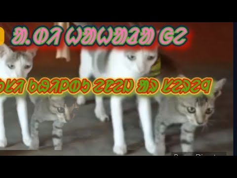 hudinj hudinj khonah pusi khildu R serenj