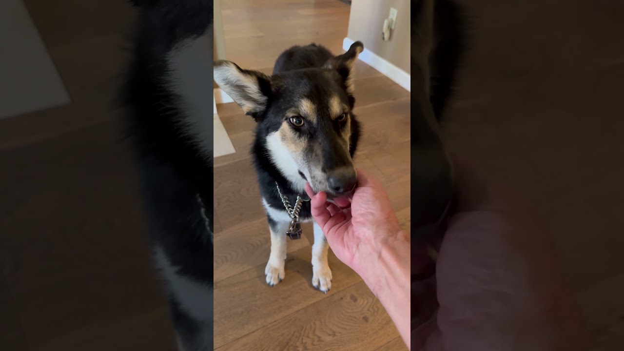 Enlarge Rosie, a ADOPTABLE mixed breed in Scottsdale, AZ video 6/6