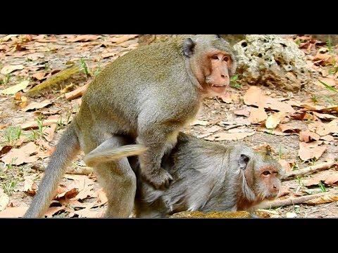 How to breed monkey in zoon