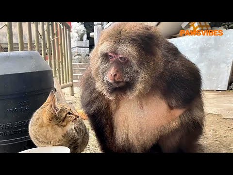 One-Armed Monkey Xingxing Taken in for Over a Decade by Grandma Shows Tender Care for Stray Cat