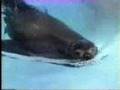 Classic Sesame Street Seals And Other Swimmers On Film