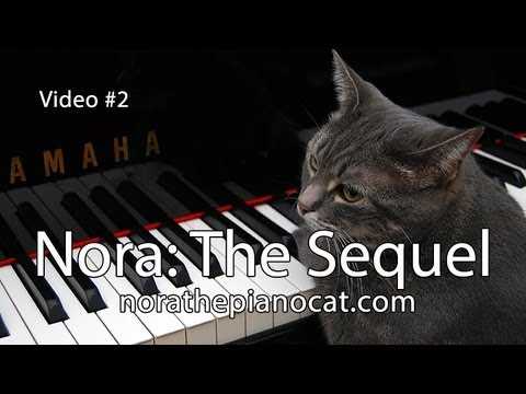 חתולה מנגנת בפסנתר - מקסים!