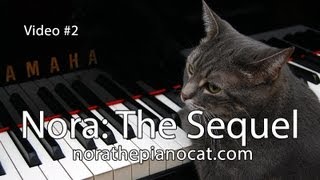 Nora The Piano Cat The Sequel Better than the original Video