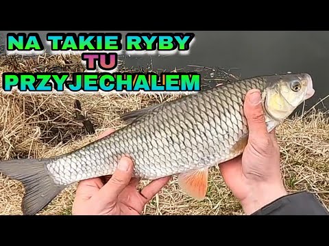 Po takie RYBY tu PRZYJECHAŁEM! Wiosenny SPŁAWIK na RZECE.