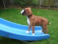 Cherry On The Slide 10 Weeks Speed Up 2x