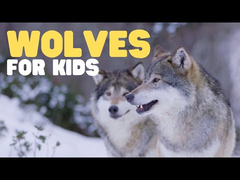Wolves for Kids | Learn fun facts about this unique mammal