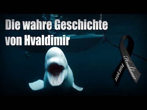 Die wahre Geschichte von Hvaldimir – Der Spionage-Wal und sein Schicksal