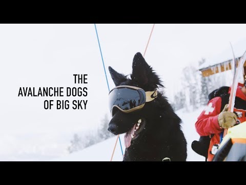 The Avalanche Dogs of Big Sky Resort