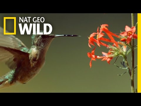 Thumbnail of the video: Epic Hummingbird Battle | Wild Yellowstone