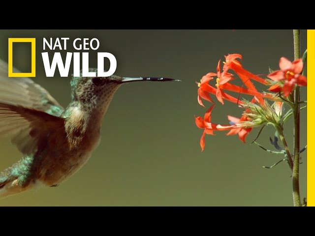 Epic Hummingbird Battle | Wild Yellowstone