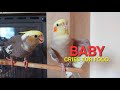 Baby Bird Still Cries for food from Daddy😢🐣