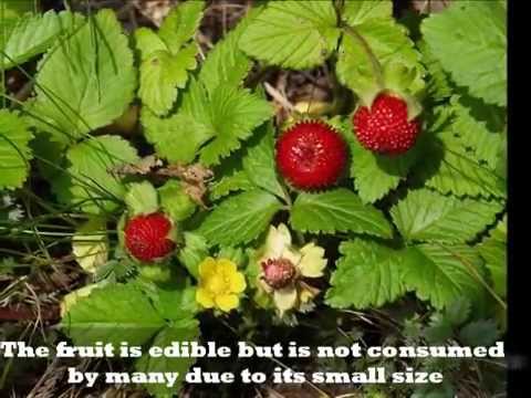download lagu mp3 mp4 Small Red Berries On A Vine, download lagu Small Red Berries On A Vine gratis, unduh video klip Small Red Berries On A Vine