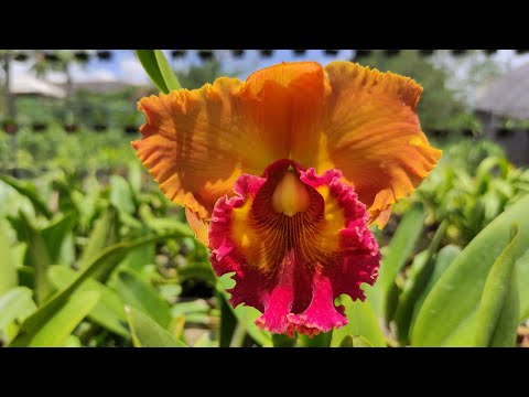 Cattleya | Orchid | Flowers