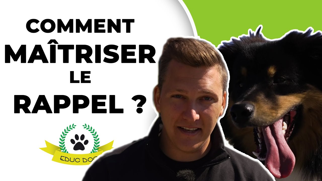 Comment Travailler le Rappel avec Ton Chien ? LA Méthode en 3 Phases