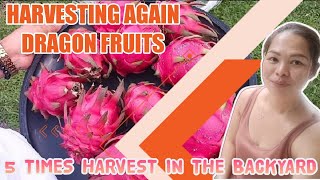 Ikalimang Harvest ng aming DRAGON FRUIT yummy mga idol...#dragonfruits