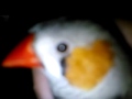 The Wonder Pets Save The Mouse