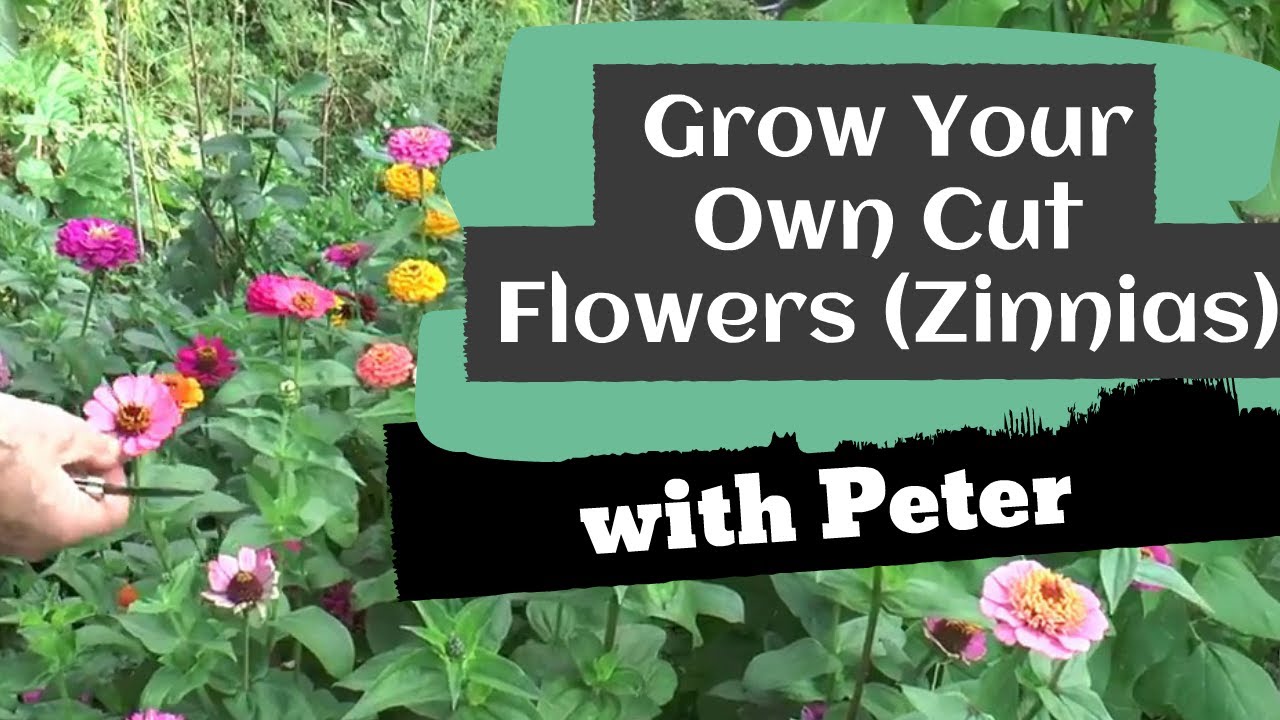 Grow Your Own Cut Flowers (Zinnias)