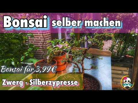 Bonsai selber machen | Zwerg - Silberzypresse / Baumarkt Pflanze zum Bonsai gestalten für unter 4 €
