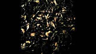 Big Louise (Scott Walker cover)