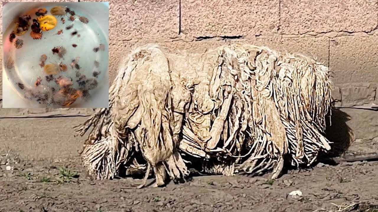 It Took Us Hours To Remove 1000 Ticks From Him