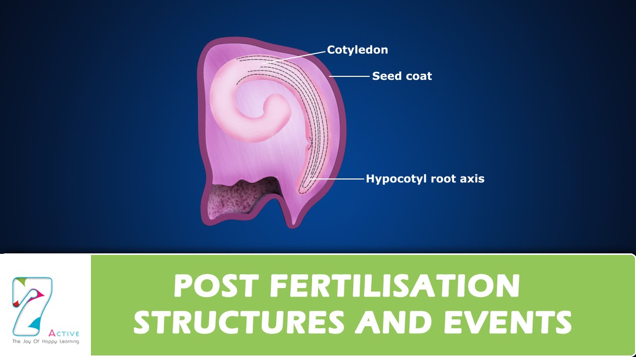 POST FERTILISATION, STRUCTURES AND EVENTS